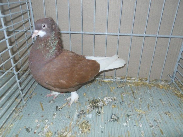 35365xxx j suedez - 1520 5 zburatori jucatori