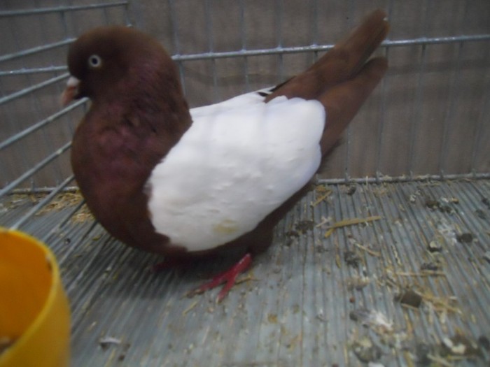 35385x zb olandez - 1520 5 zburatori jucatori