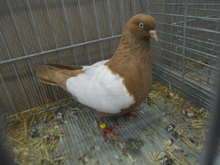 35390 zb olandez - 1520 5 zburatori jucatori