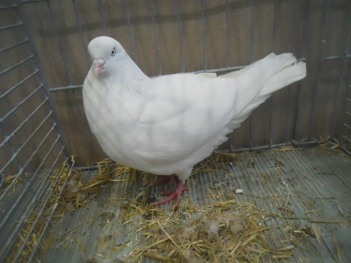 35536b j koln - 1520 5 zburatori jucatori