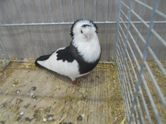 38288b  j felegyhaza