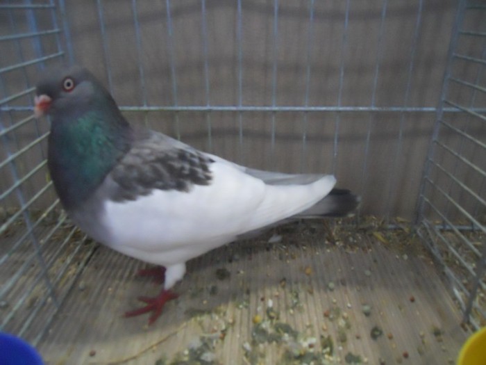 36020x j catofana - 1520 5 zburatori jucatori