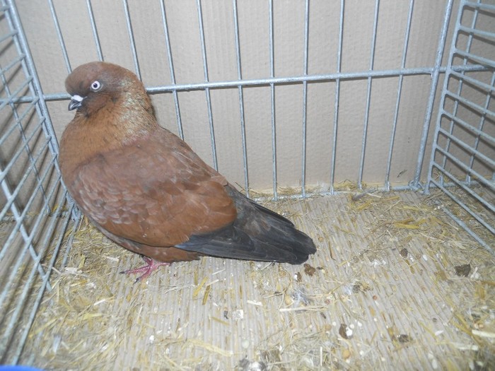 36053a show tippl germ - 1520 5 zburatori jucatori