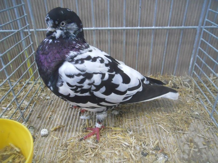 36112a show tippl germ - 1520 5 zburatori jucatori