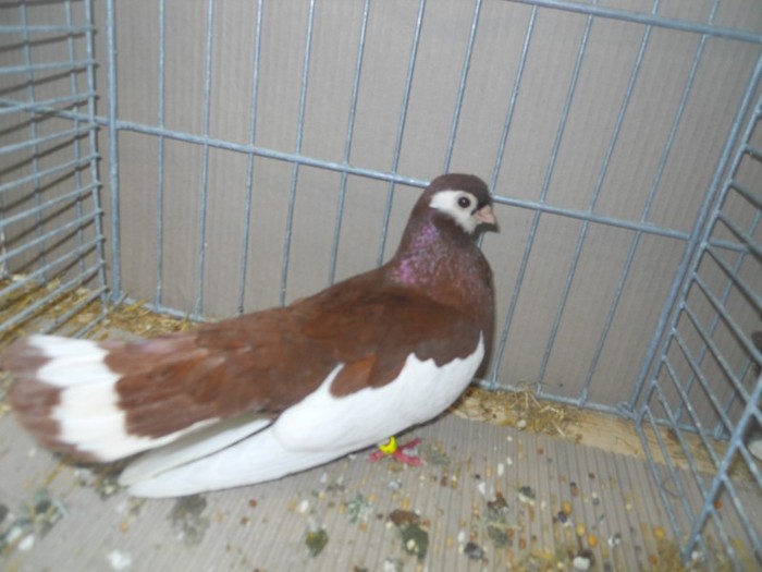 38693a j rzev ribbontail