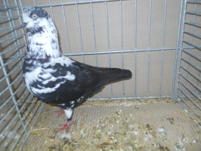 36242a show tippl germ - 1520 5 zburatori jucatori