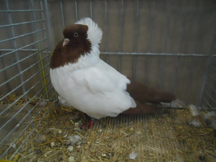 36422a nun englez - 1520 5 zburatori jucatori