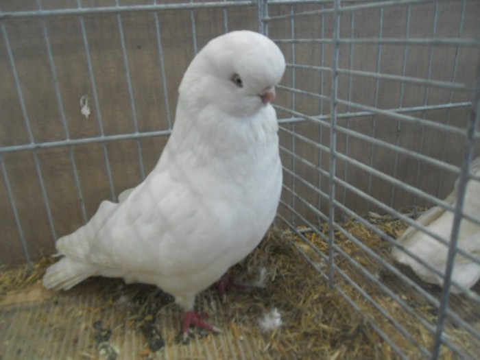 36432b eng long face - 1520 5 zburatori jucatori