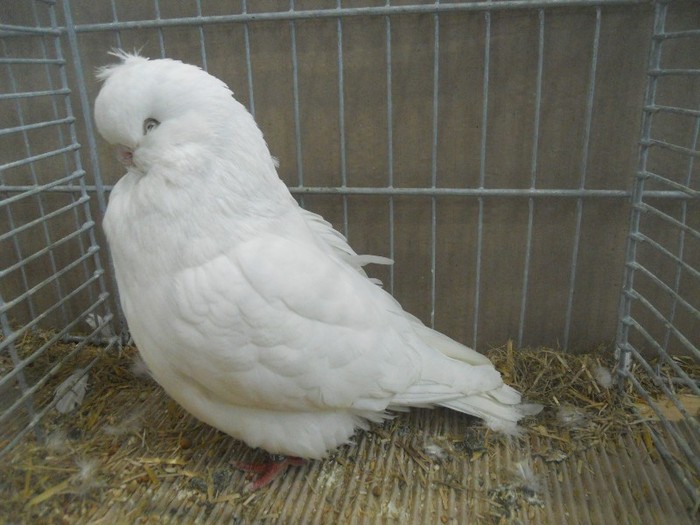 36434a eng long face - 1520 5 zburatori jucatori