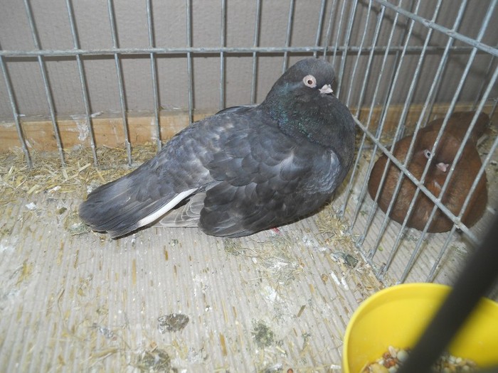 36562a eng short face - 1520 5 zburatori jucatori