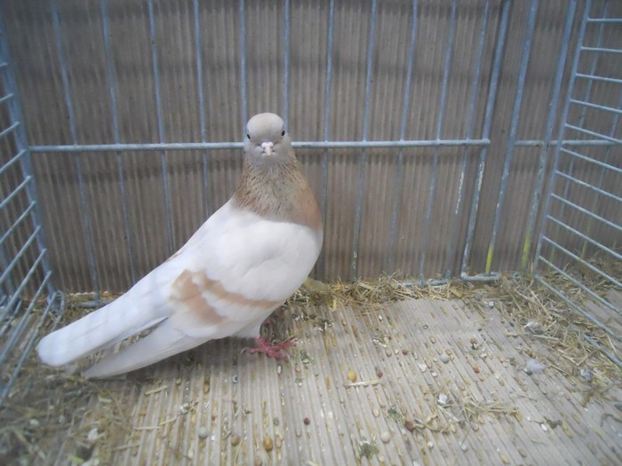 36641a j portughez - 1520 5 zburatori jucatori