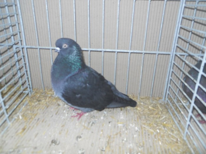 36647a j portughez - 1520 5 zburatori jucatori