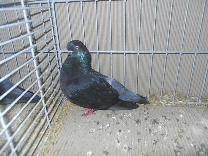 36648a j portughez - 1520 5 zburatori jucatori