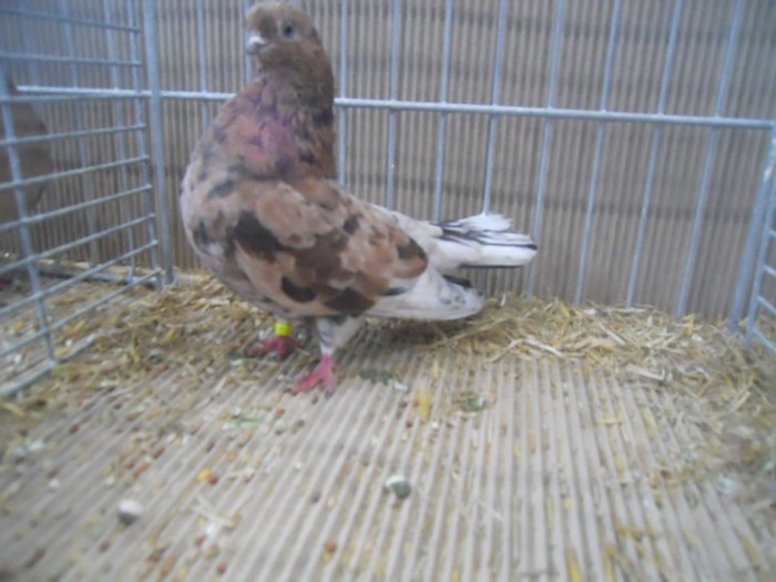 36658a j portughez - 1520 5 zburatori jucatori