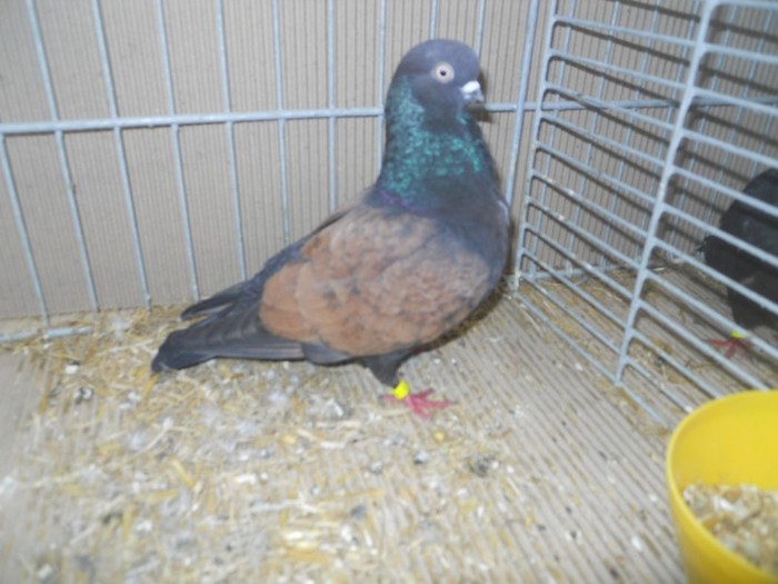 36673a j portughez - 1520 5 zburatori jucatori