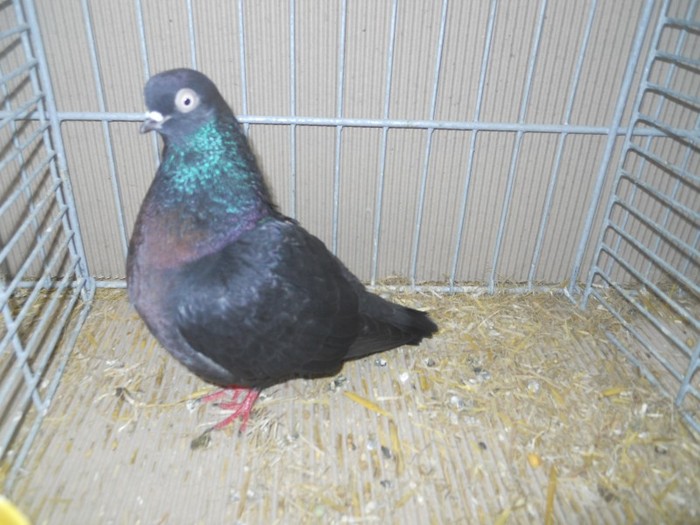 36674a j portughez - 1520 5 zburatori jucatori