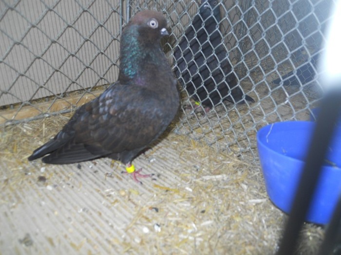 36693a j portughez - 1520 5 zburatori jucatori