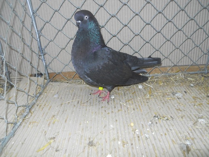 36711a j portughez - 1520 5 zburatori jucatori