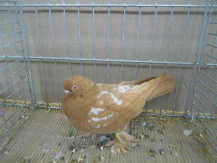 39148a pestrit hamburg