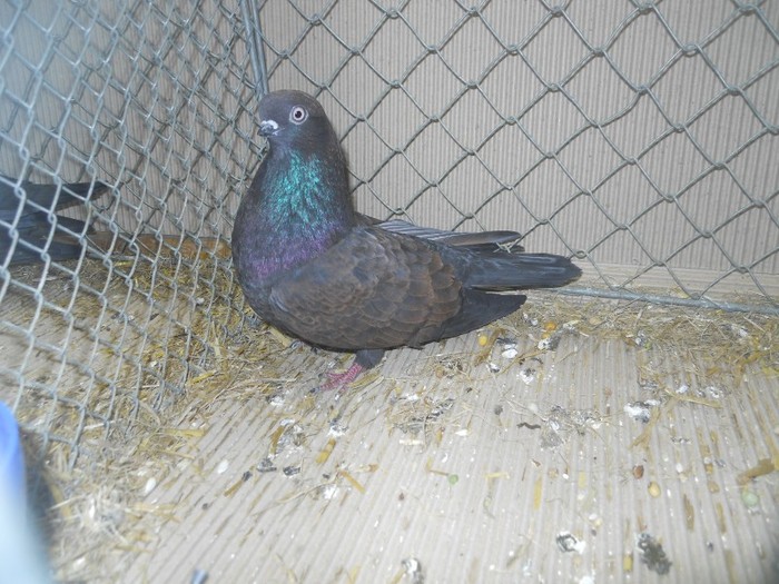 36712a j portughez - 1520 5 zburatori jucatori