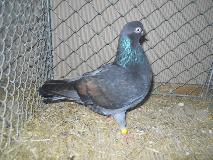 36713a j portughez - 1520 5 zburatori jucatori