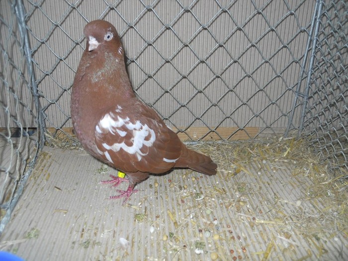 36716a j portughez - 1520 5 zburatori jucatori