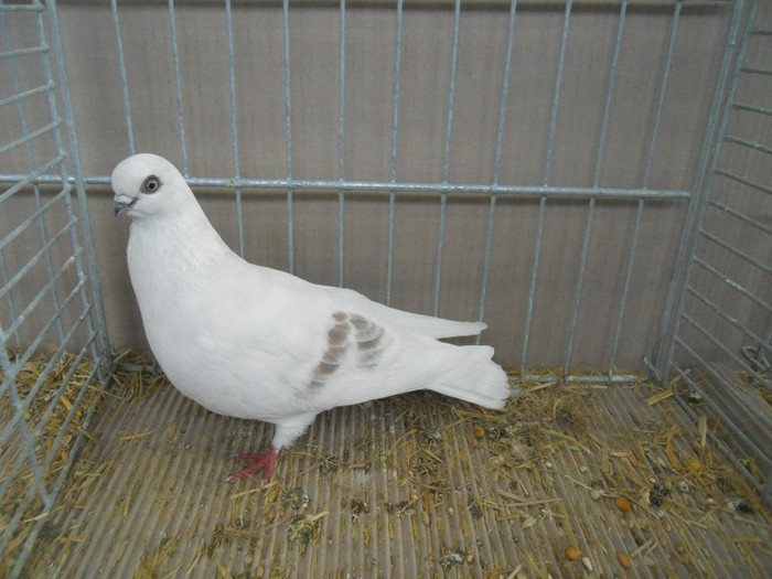 39345a j schonenberg - 1520 6 zburatori jucatori