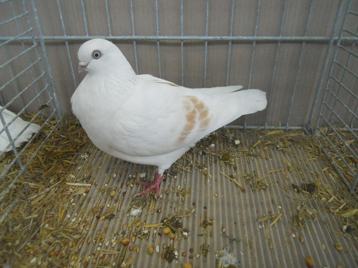 39368a j schonenberg - 1520 6 zburatori jucatori
