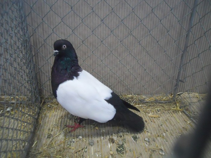 36930a  oglindat vienez - 1520 5 zburatori jucatori