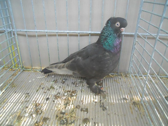 39502a j vechi germ motat 39502a j vechi germ motat