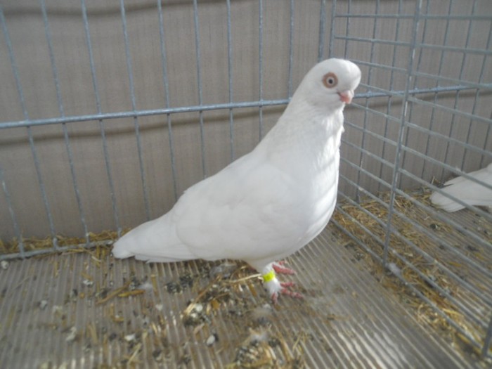 39518a j konigsberg incaltat 39518a j konigsberg incaltat