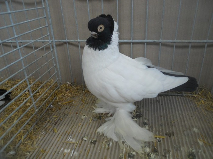 39548a j konigsberg motat 39548a j konigsberg motat