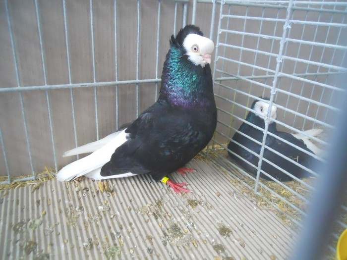 39611a j gumbinnen 39611a j gumbinnen