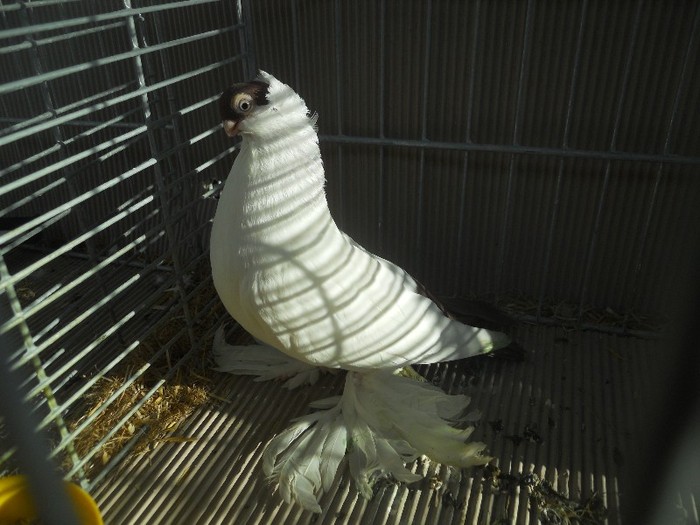 39686a calotat de bialiistok