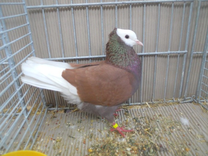 39731a rhein ringslager