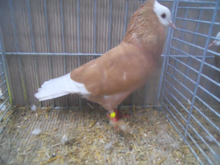 39747a rhein ringslager