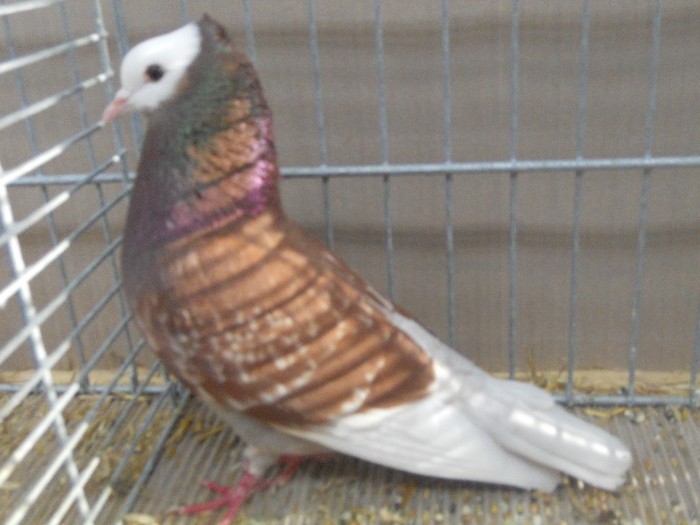 39839a rhein ringslager