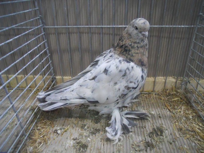 41401a limerick tbl 41401a limerick tbl