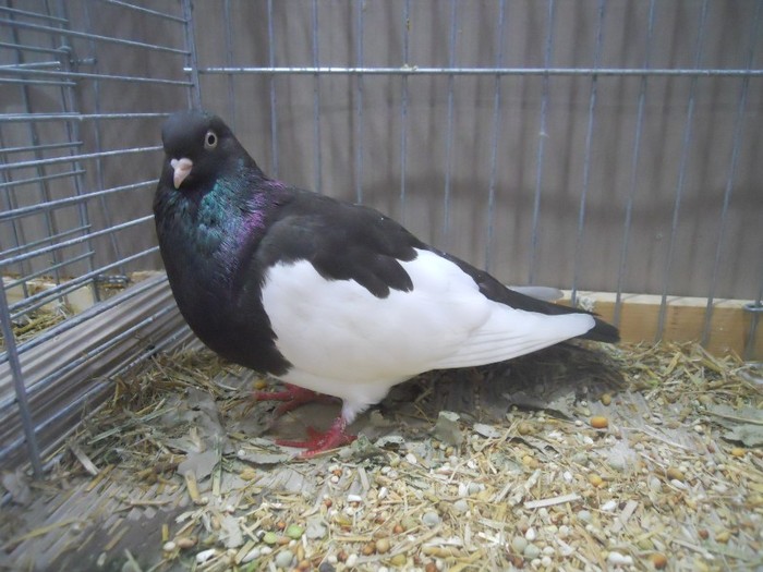 41435a j Lausitz 41435a j Lausitz