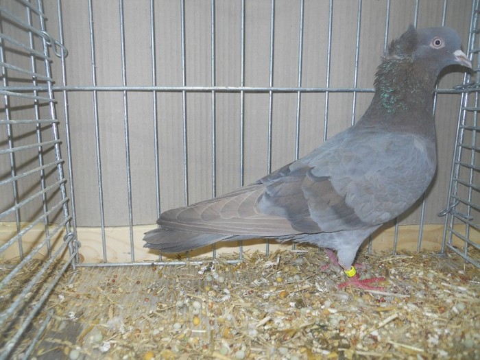 41473a anatolische ringslager 41473a anatolische ringslager