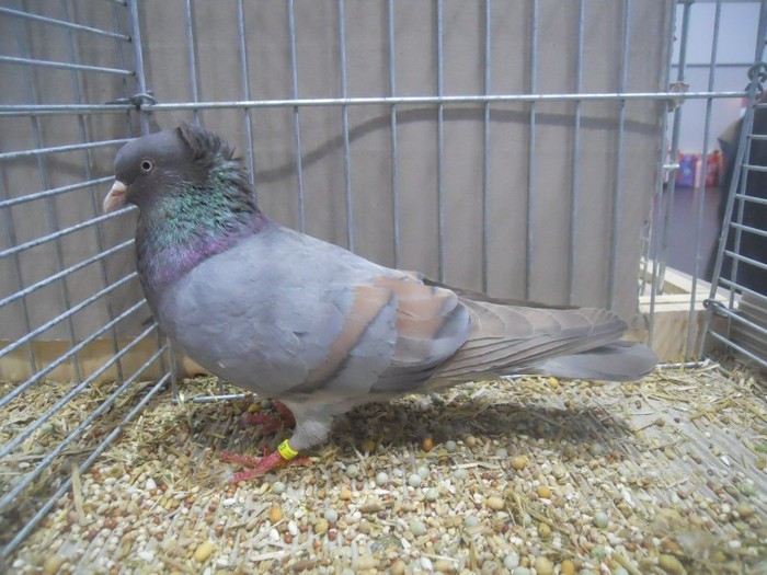 41474a anatolische ringslager 41474a anatolische ringslager