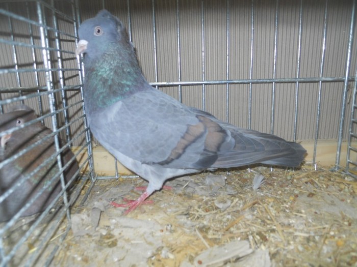 41476a anatolische ringslager 41476a anatolische ringslager