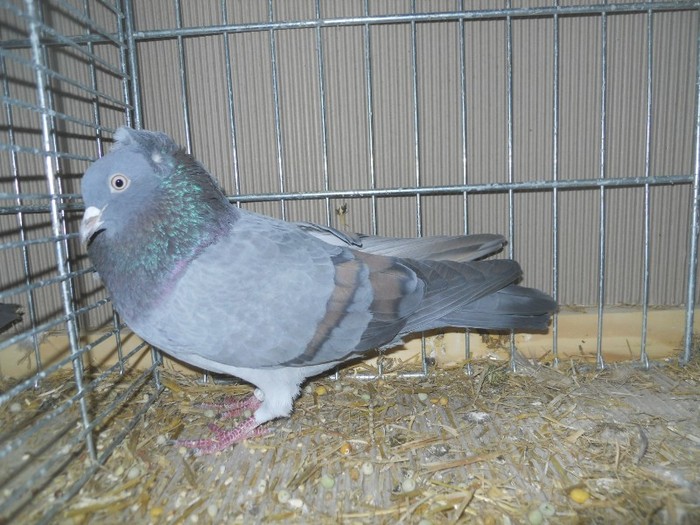 41477b anatolische ringslager 41477b anatolische ringslager