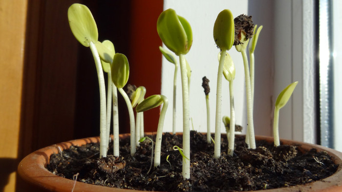 A 15 zi - 1 Gladita germinare -Gladitsia Triachantos 2011