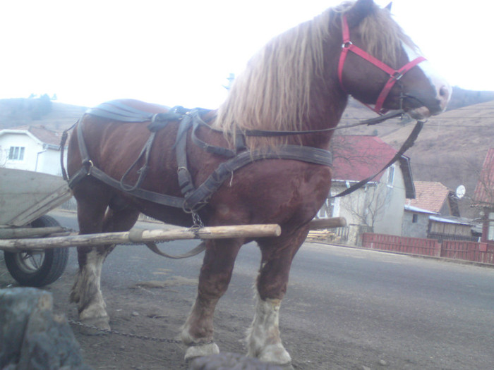 DSC01948 - ARMASAR  860 KG CANTARIT vandut