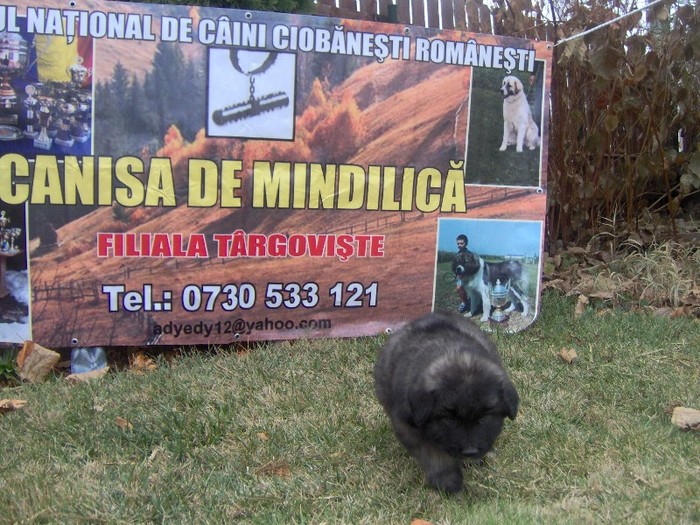 IM000298 - Pui din Canisa de Mindilica