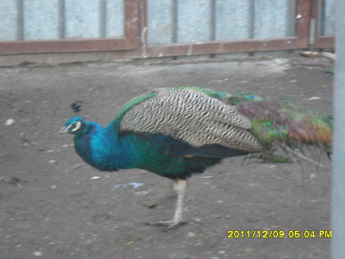 SAM_0884 - pasarile mele