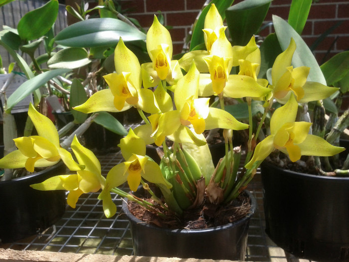 6.12.11 - Lycaste 2