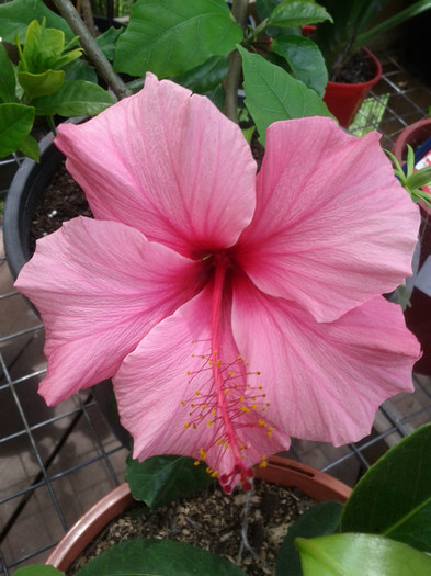 9.12.11 - Hibiscus 2011-2012