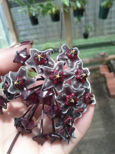 9.12.11 - Hoya 2011- 2012